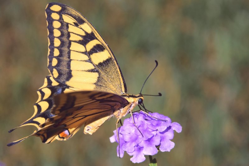 Маленькая желтая бабочка