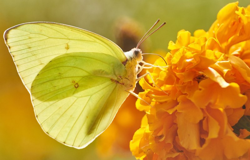 Чешуекрылые моль