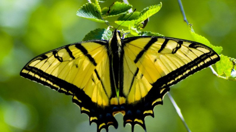 Астра и бабочка