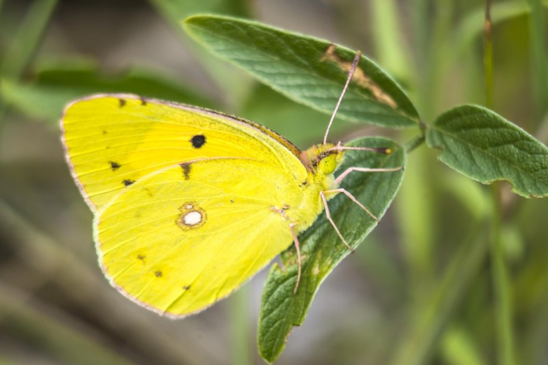 Желто розовая бабочка