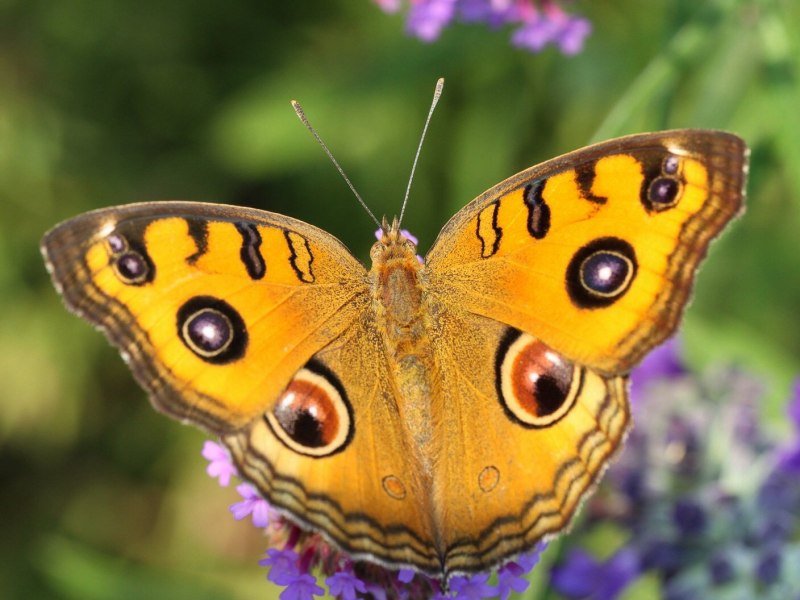 Бабочка с желтыми краями