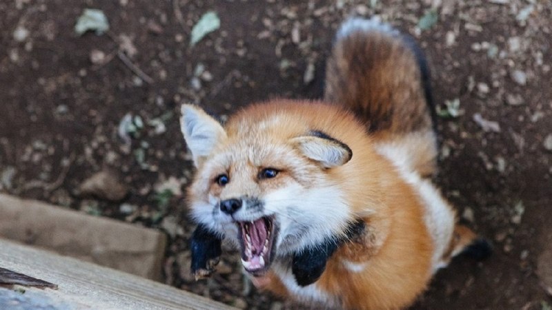 Обыкновенная лисица (рыжая лисица)