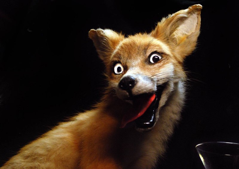 Лиса с бешенством