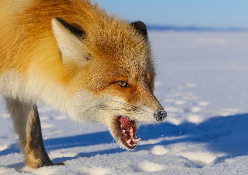 Лиса с бешенством