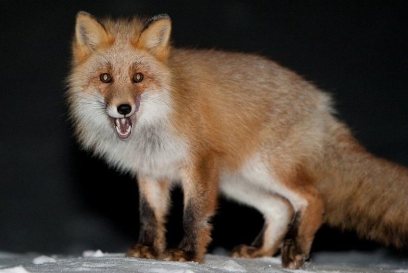 Лиса плутовка