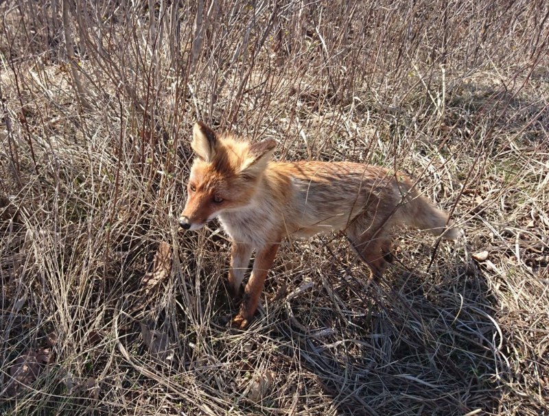 Лисы больные бешенством
