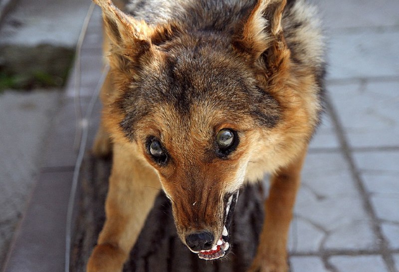 Лиса с бешенством