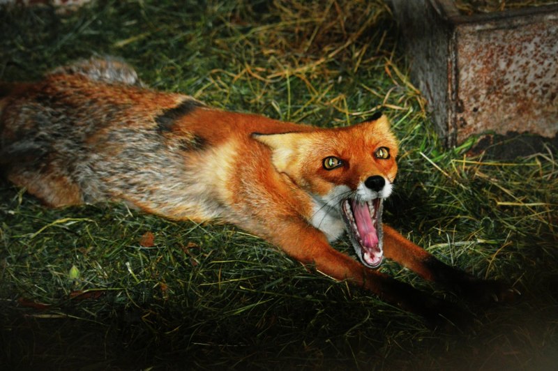 Лиса в Тамбовской области