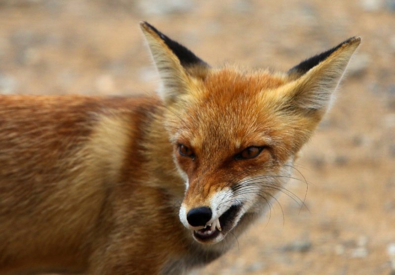 Бешеные лисы