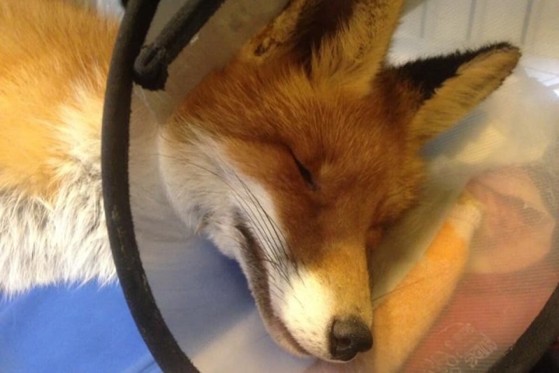 Как выглядит бешеная лиса