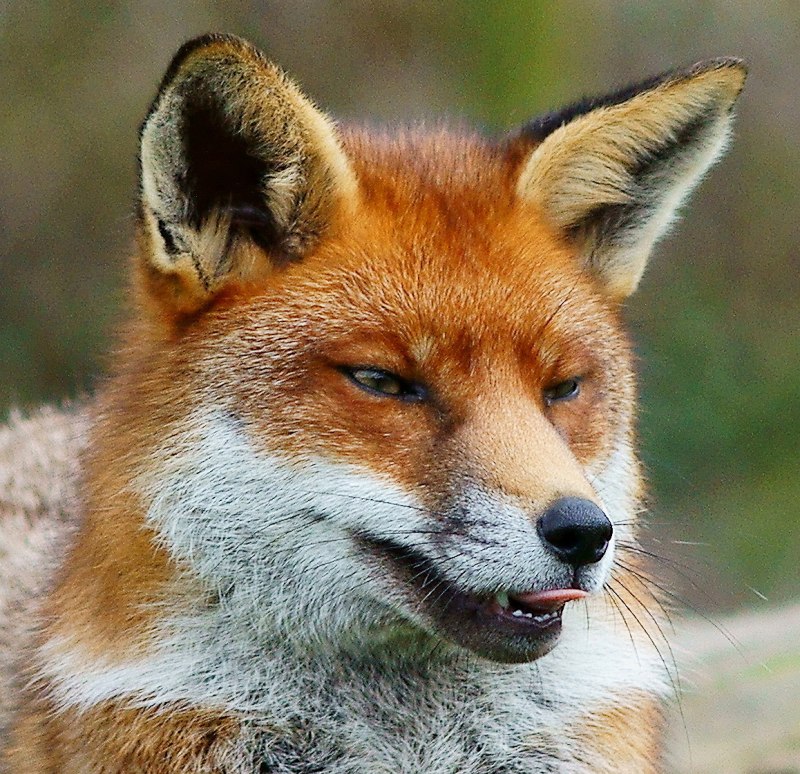 Бешеная лиса