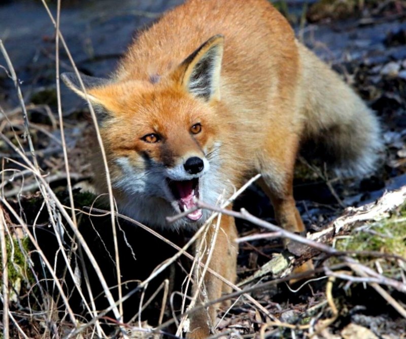 Ядовитая лиса