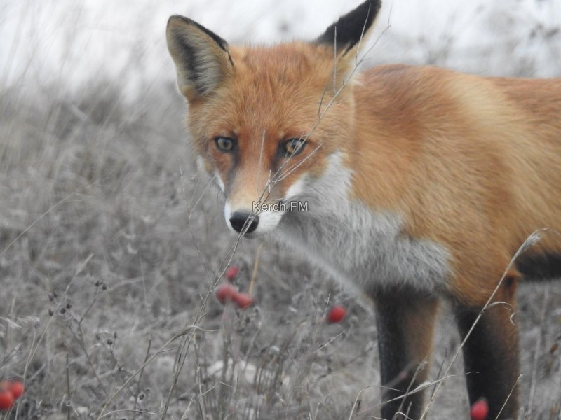 Бешеные лисы