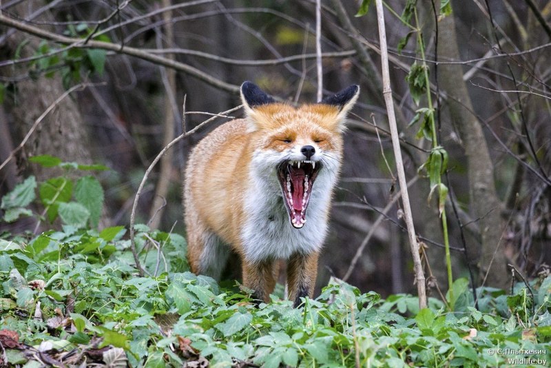 Бешеные лисы
