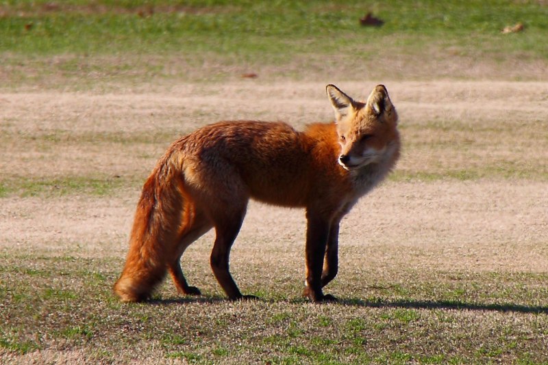 Лисята кусаются