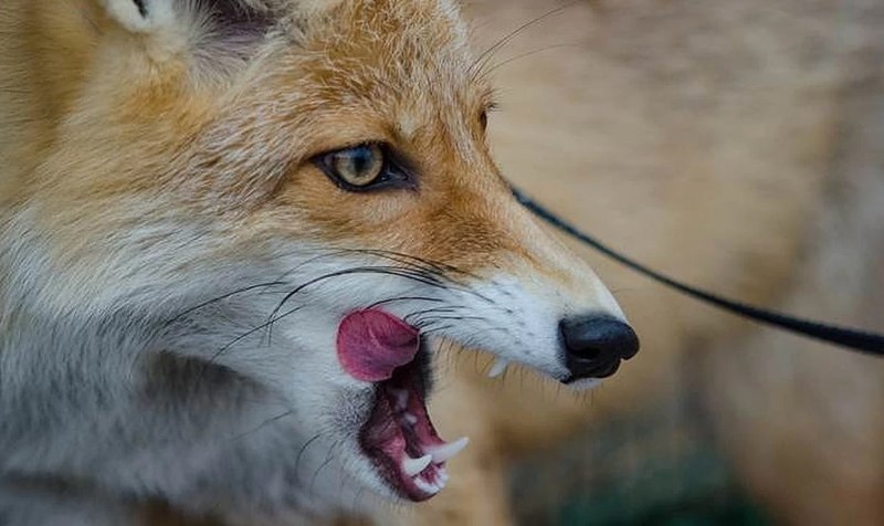 Крымский подвид лисицы