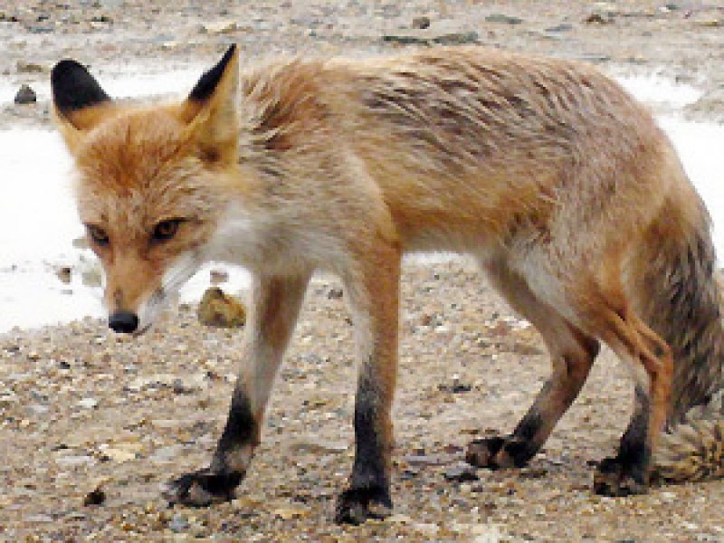 Лиса в Кировской области