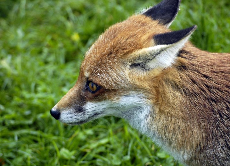 Бешенство диких животных