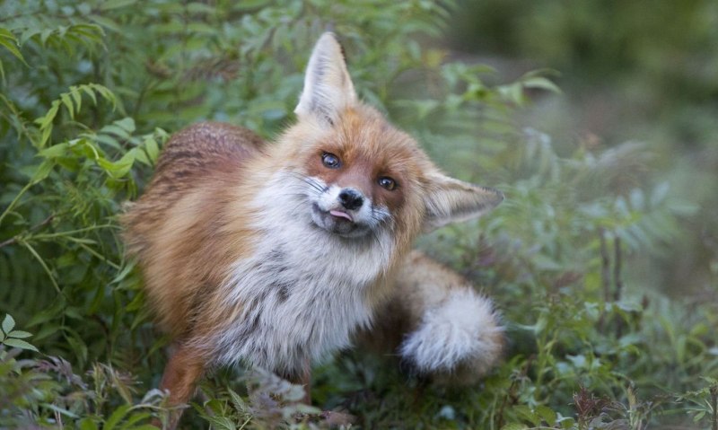 Беременная лиса