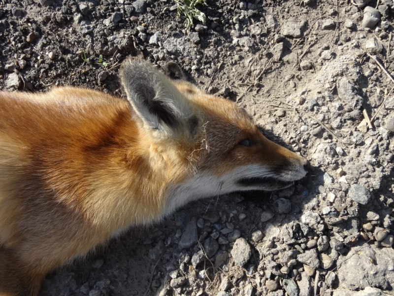 Страшный Лис