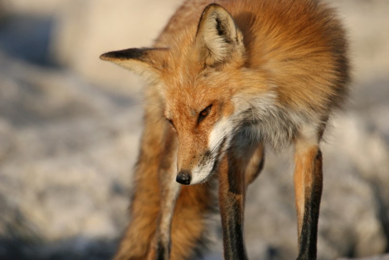 Лисы кусаются