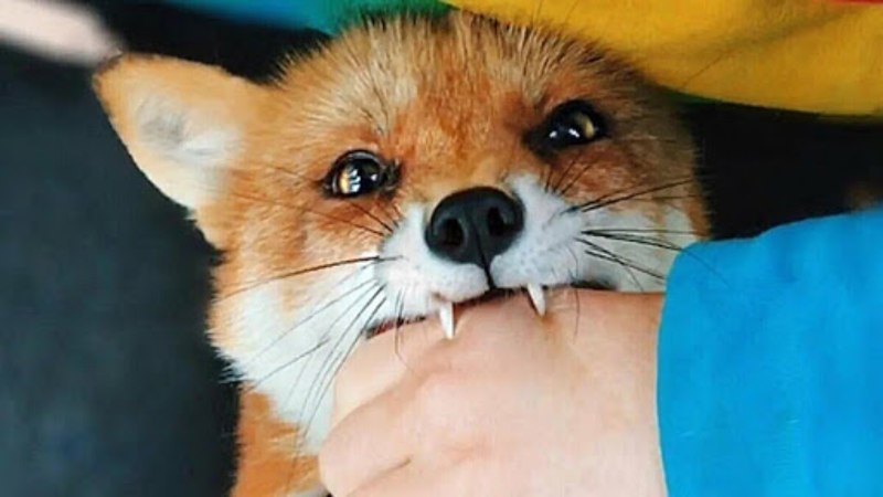 Лиса с открытой пастью