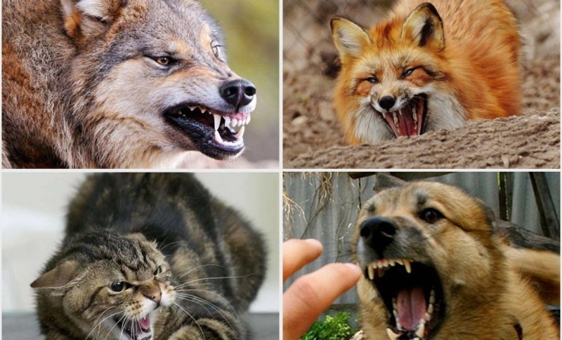 Бешеные лисы