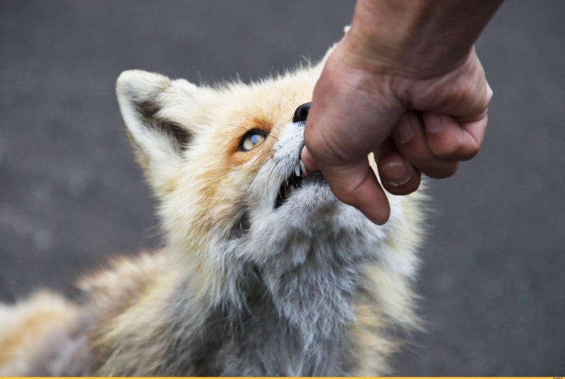 Тверской Лис