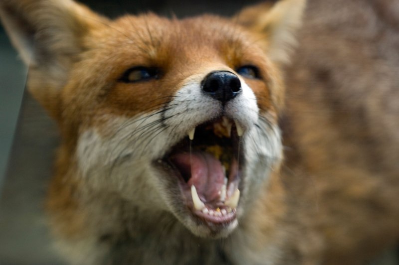 Бешеная лиса