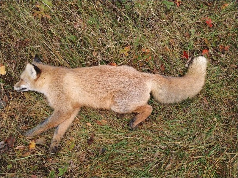 Лиса в Удмуртии