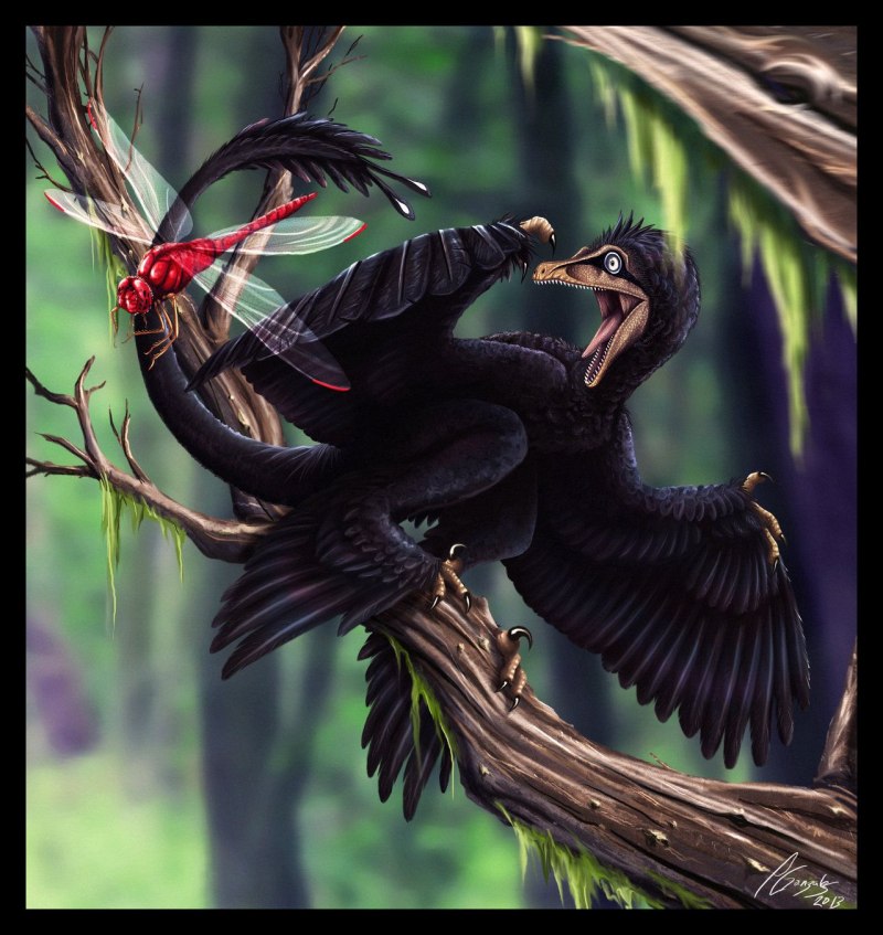 Microraptor zhaoianus