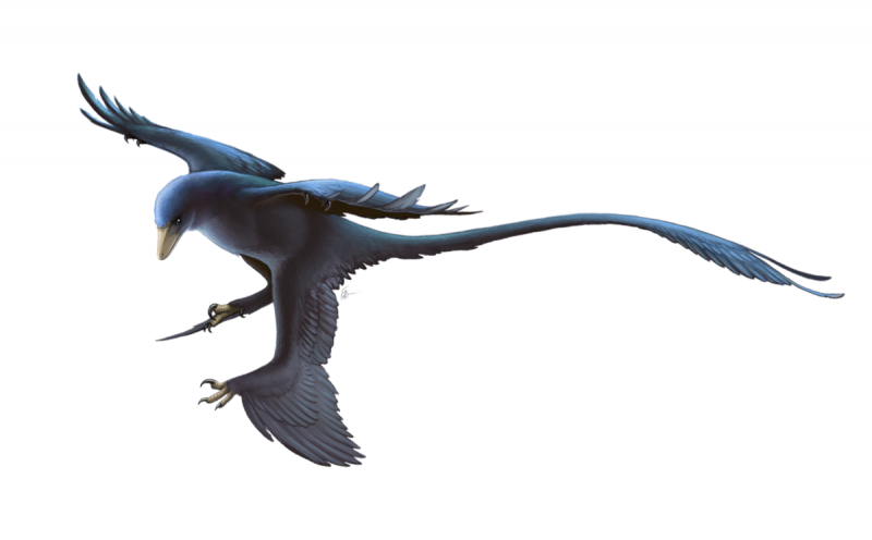 Microraptor zhaoianus