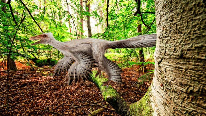 Микрораптор доисторический парк