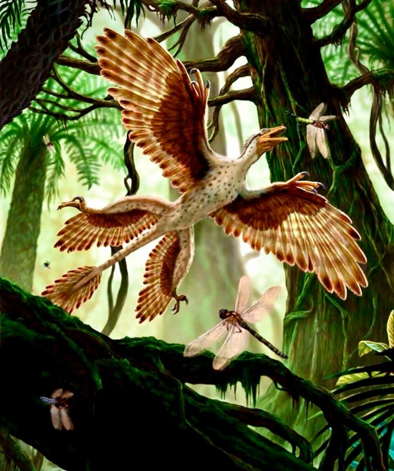 Microraptor zhaoianus