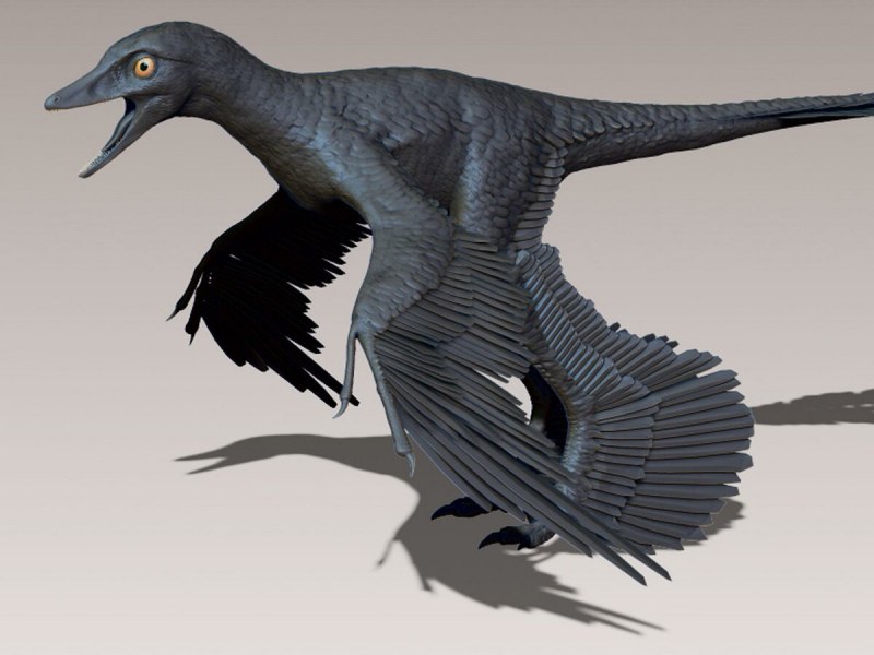 Microraptor zhaoianus