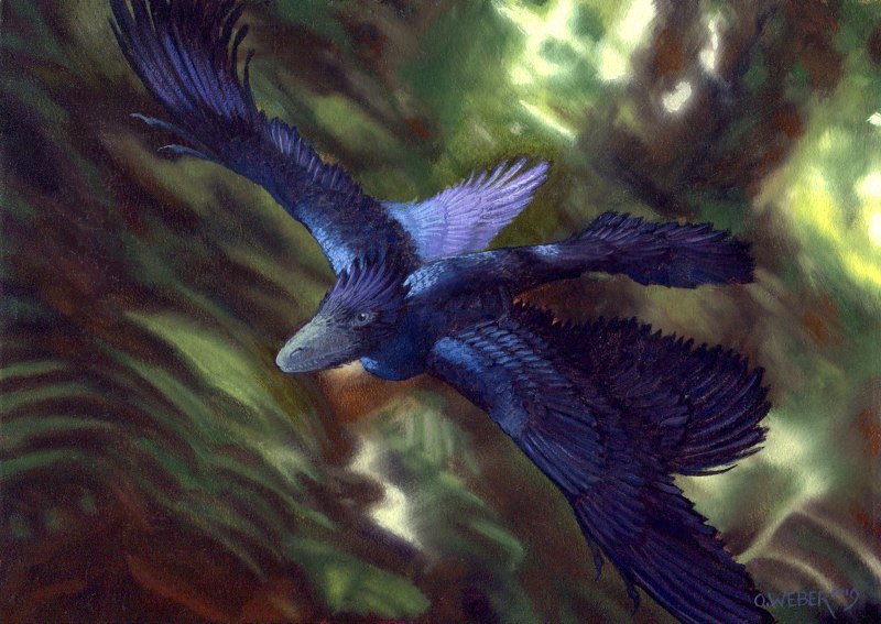 Microraptor zhaoianus
