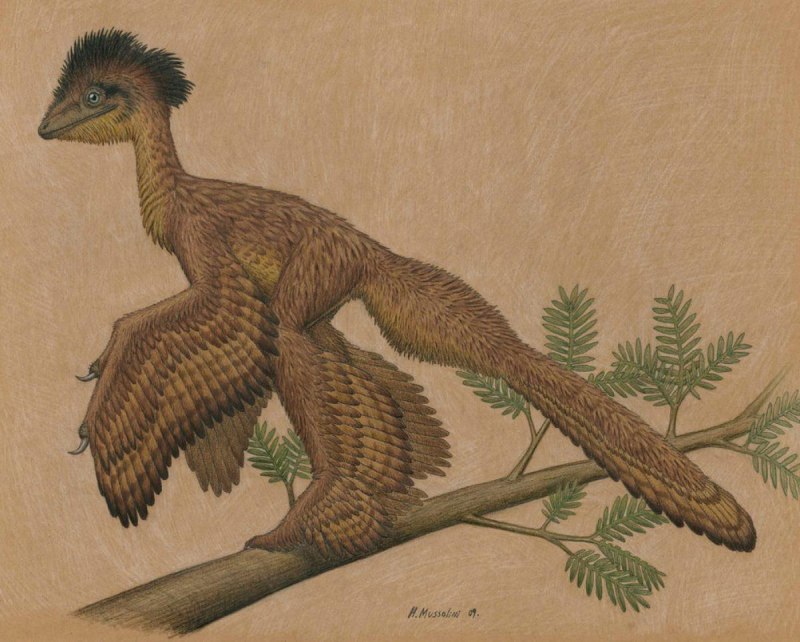 Дейноних, Ютараптор, синорнитозавр