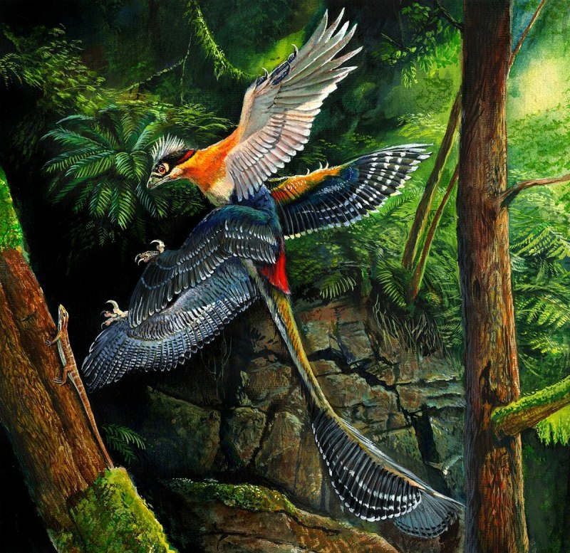 Microraptor zhaoianus