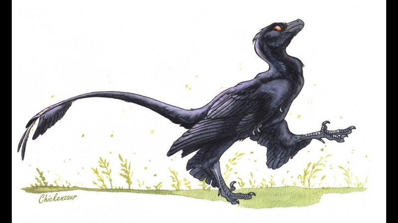 Далекий предок археоптерикса Микрораптор