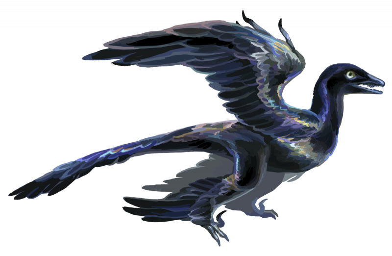 Микрораптор окаменелость