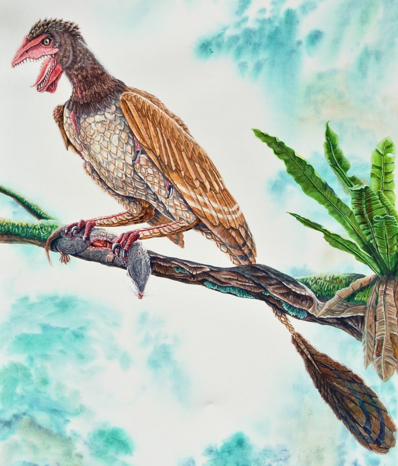 Четырёхкрылая птица