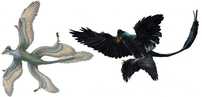 Четырехкрылый Микрораптор