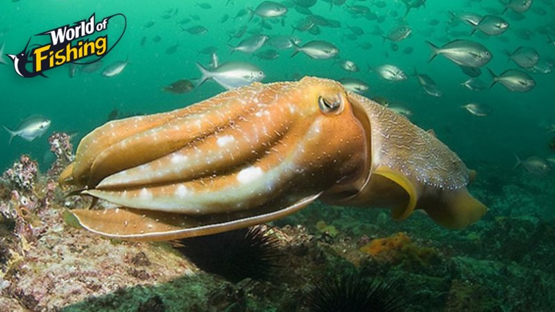 Широкорукая каракатица