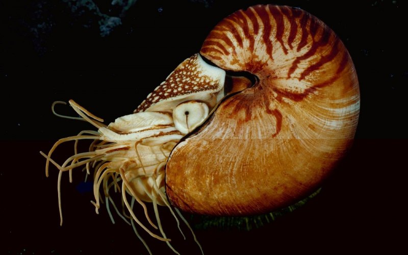 Каракатица в ракушке
