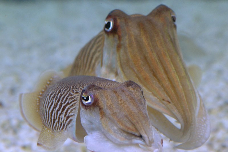 Сепия морская 0