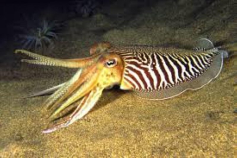 Каракатица фараона (Sepia pharaonis)