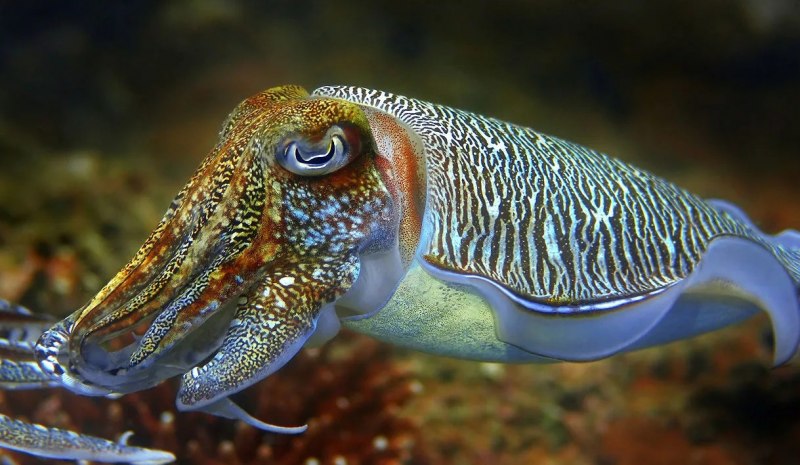 Головоногие моллюски каракатица