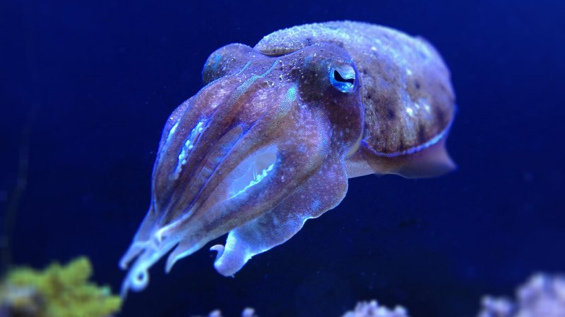 Каракатица моллюск