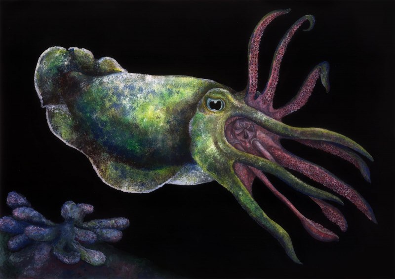 Отряд головоногие