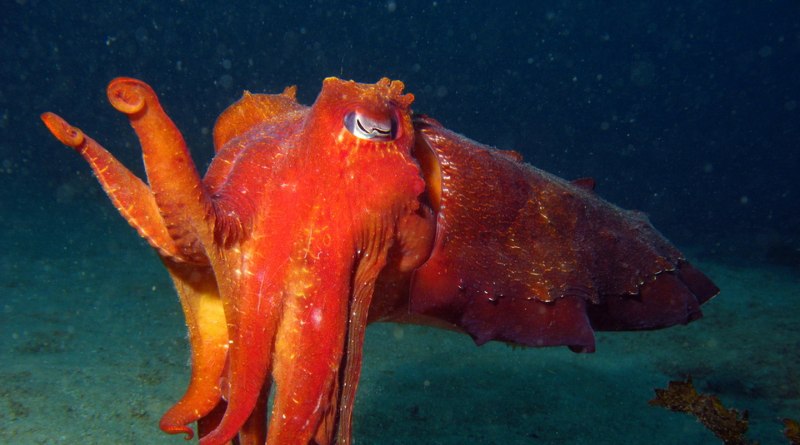 Хемотропическая каракатица